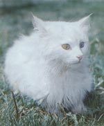 Van Cat